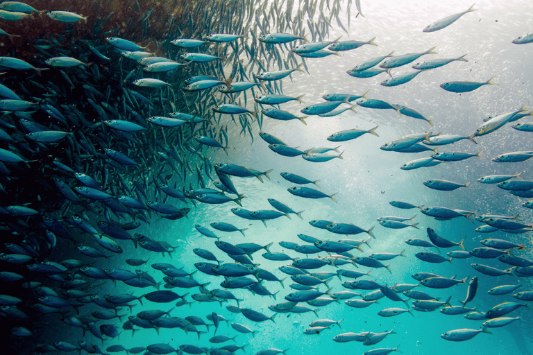 Cebú: Carrera de Sardinas y Aventura de Snorkel con Tortugas - Moalboal