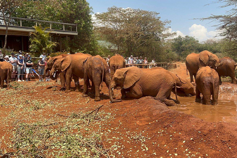 Elefantföräldrahemmet och Giraffcentret - rundtur med tillvalElefantbarnhem och Giraffcenter - rundtur utan inträdesavgift