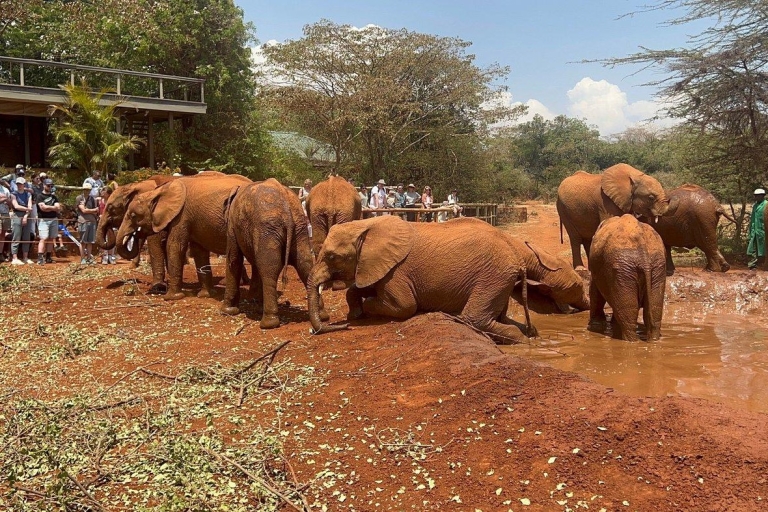 Nairobi: rondleiding door het olifantenweeshuis en het giraffencentrumNationaal park Nairobi, olifantenweeshuis en giraffencentrum