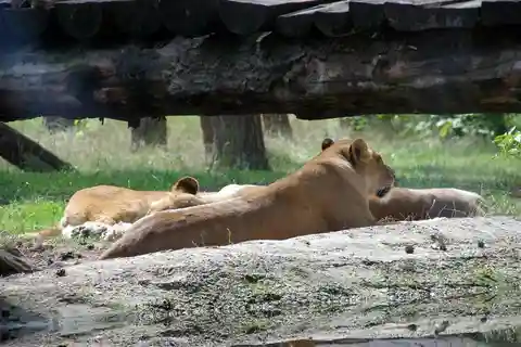 Safari di 3 giorni in campeggio: Parco nazionale di Mikumi