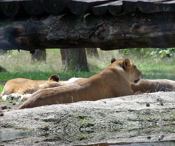 3 Days Camping Experience Safari: mikumi national Park