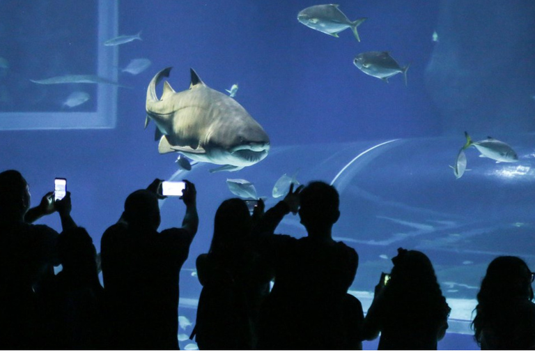 Rio de Janeiro Aquarium: AquaRio Entrance Official Ticket