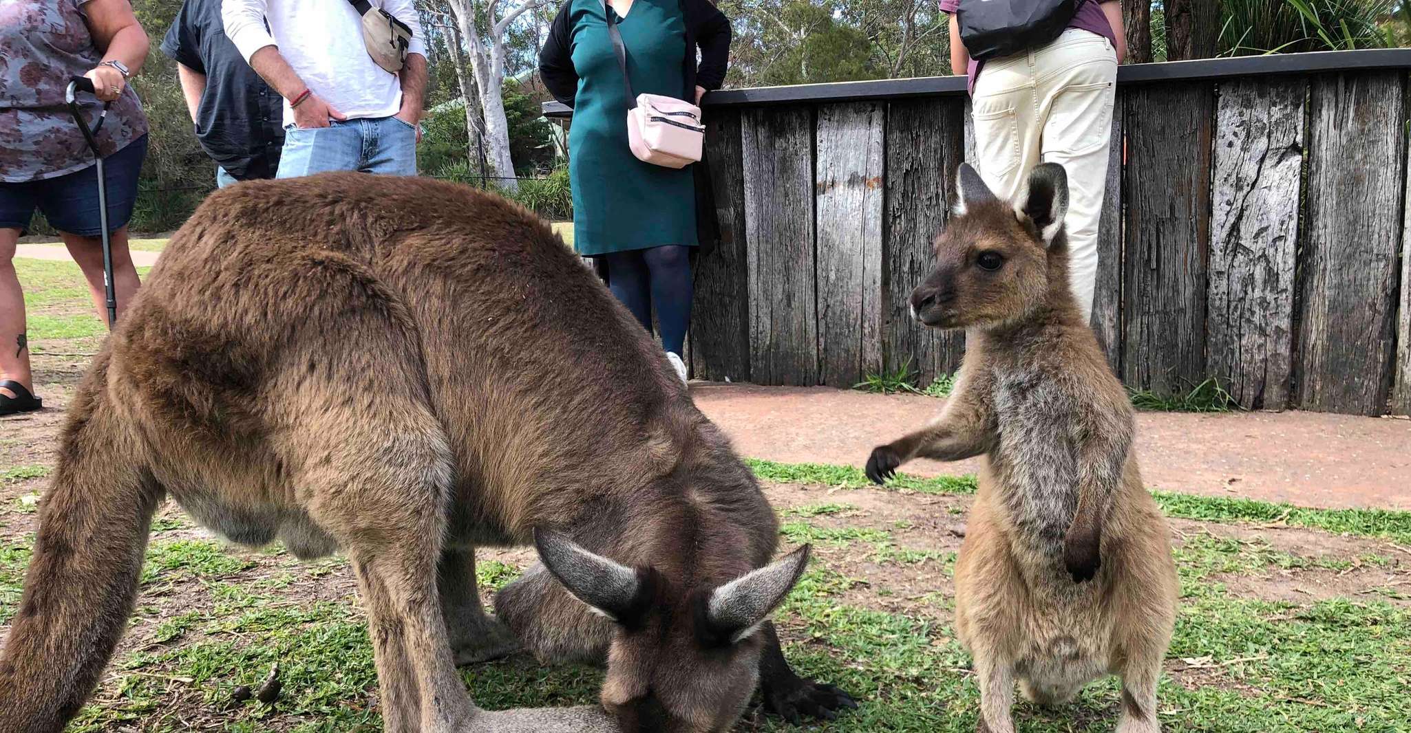 Da Haymarket, Hunter Valley Wine and Wildlife Day Trip - Hizvo