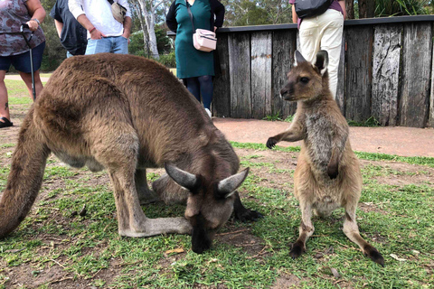 Depuis Haymarket : Excursion d&#039;une journée dans la Hunter Valley pour découvrir les vins et la faune