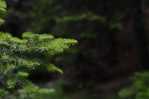 Peloponnese: Menalon Hiking & Archery Lesson Private Tour