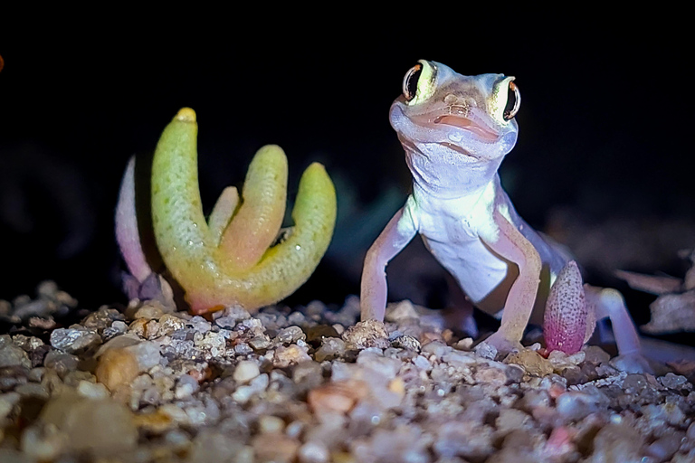 Namib Desert Night Walk