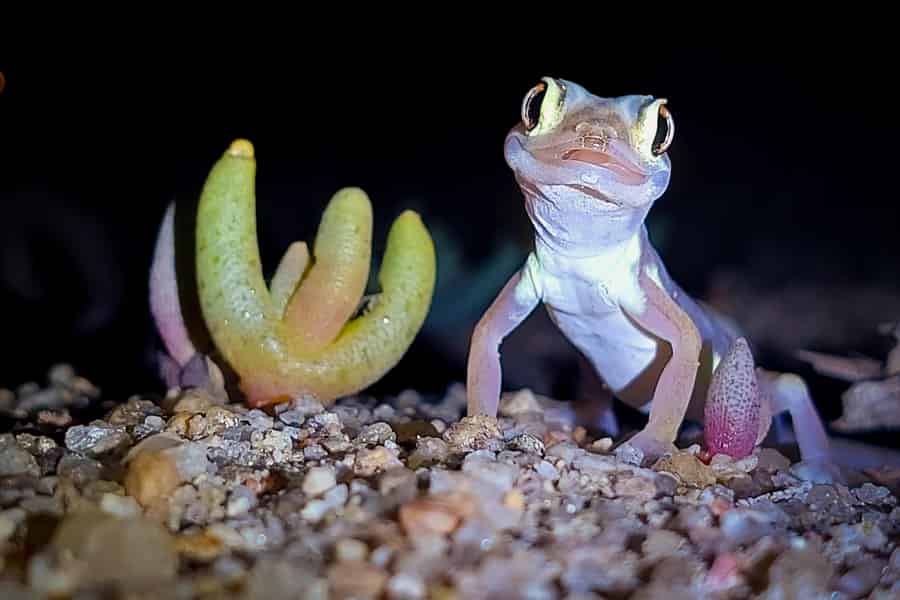 Nachtwanderung in der Namib-Wüste. Foto: GetYourGuide Nachtwanderung in der Namib-Wüste. Foto: GetYourGuide
