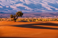 Agadir or Taghazout , 4×4 Jeep Sahara Desert Tour with Lunch - Housity