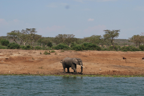 Uganda: Murchison Falls National Park 3-Day Safari Tour