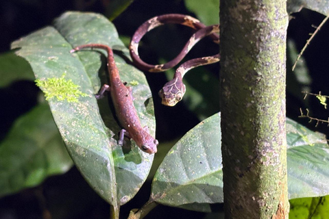 3-Day Amazon Expedition: Jungle, River & Wildlife Tour