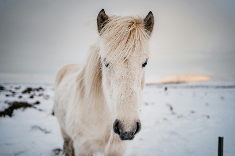 Iceland: Reynisfjara Black‑Sand Beach Horseback Adventure
