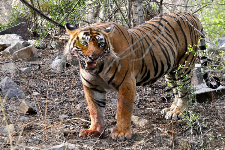 7 días en la india por el Taj Mahal con safari en ranthambore por el tigreExcursión sólo con alojamiento, coche y guía