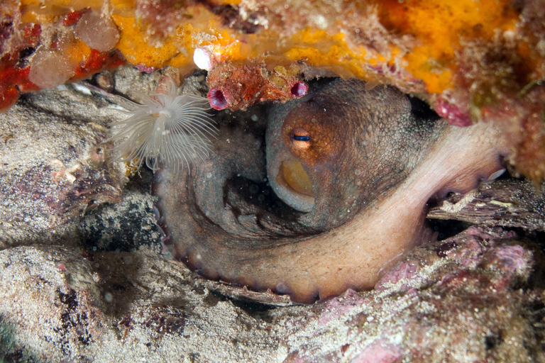 Djerba: Supervised diving trip, for certified divers only. Djerba: Guided diving excursion, for certified divers only.