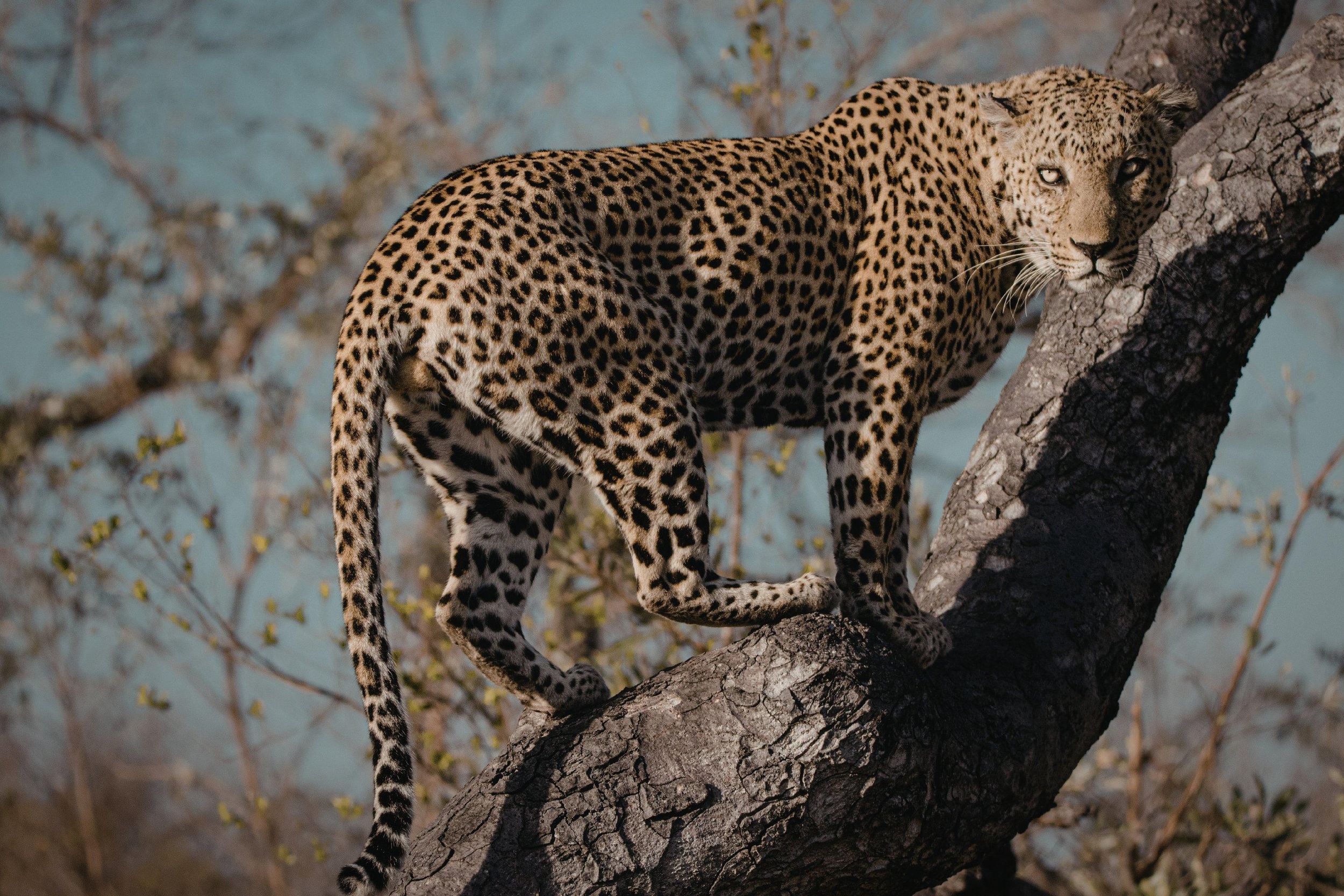 Udaipur: 2-tägige Jawai-Leopardensafari & Ranakpur-Tour