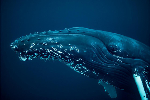 From Tromsø: Skjervoy Whale Watching RIB Boat Tour