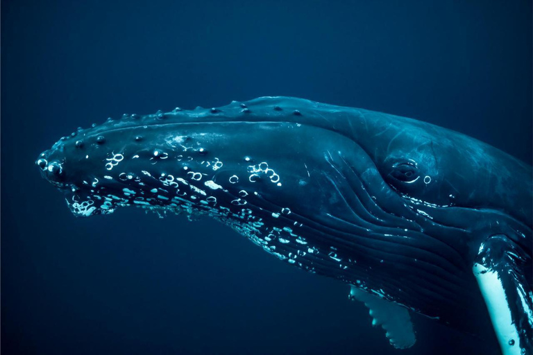 From Tromsø: Skjervoy Whale Watching RIB Boat Tour