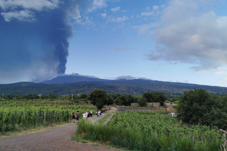 Visite des vignobles avec dégustation de vins