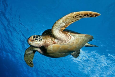 Tahiti : excursion snorkeling en petit groupe avec des tortues et photos