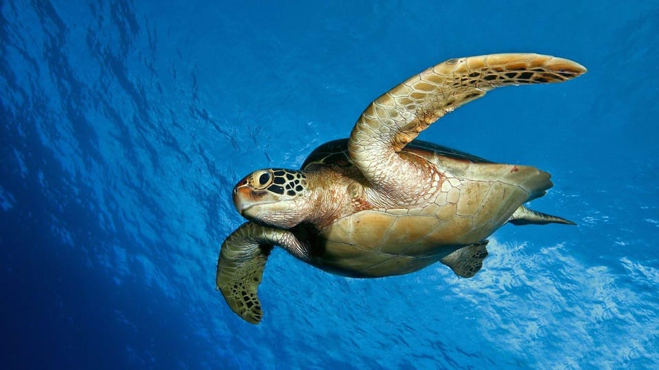 Tahiti : excursion snorkeling en petit groupe avec des tortues et photos