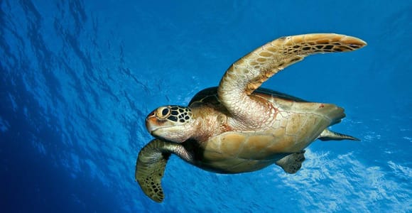 Tahiti: Small Group Snorkeling Tour with Turtles & Photos