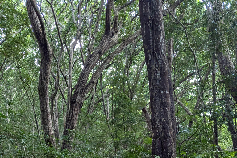 桑给巴尔石头城徒步导览和乔扎尼森林