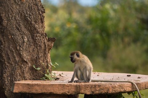 From Zanzibar: 1-Day Selous Safari with Flight & Lunch Selous Safari from Zanzibar – Without Transfer