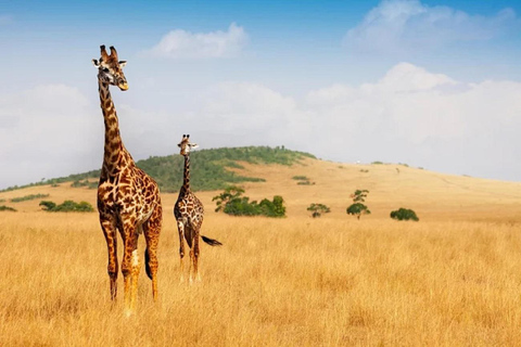 From Nairobi: National Park & Maasai Mara Safari Guided Tour