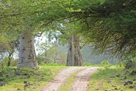 Journée privée à Salalah Est