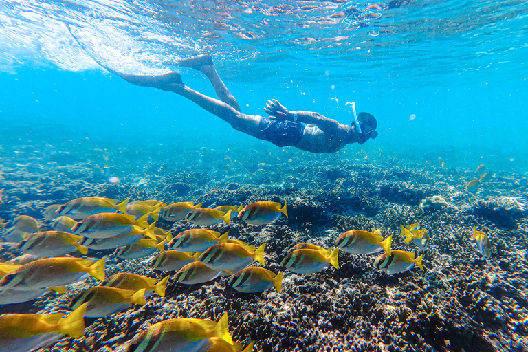 Koh Tao: Snorkel with Turtles at Nangyuan with Fewer Crowds