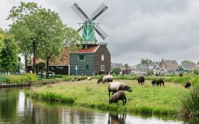 From Amsterdam: Zaanse Schans Windmills Half-Day Tour