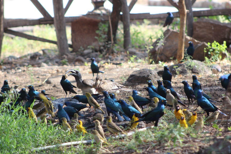 Addis Ababa: 2-Day Awash National Park Tour & Hot Springs