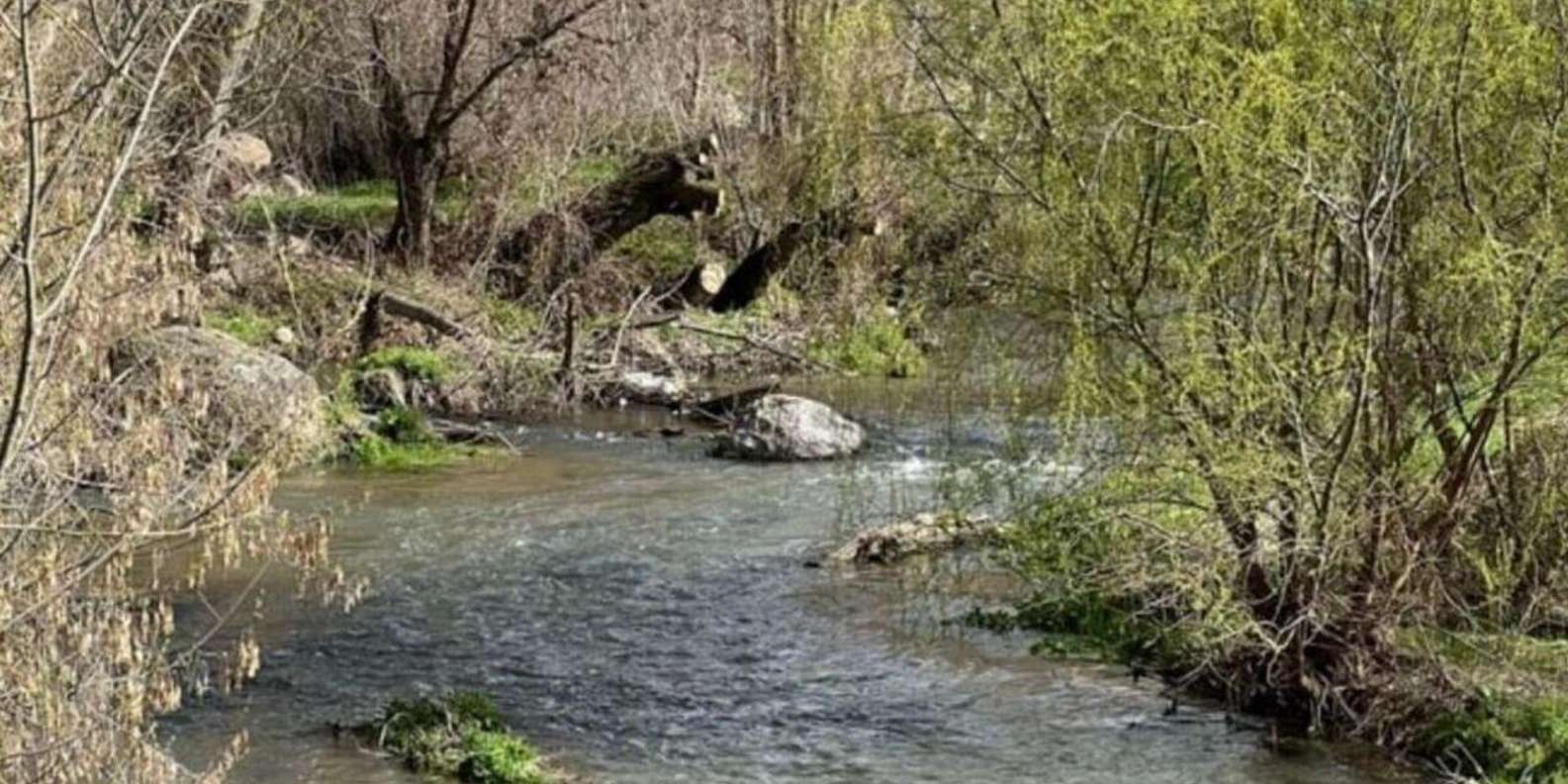 section