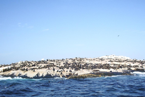 Kaapstad: houtbay scenic tour, zeehondeneiland, vogelwereld.