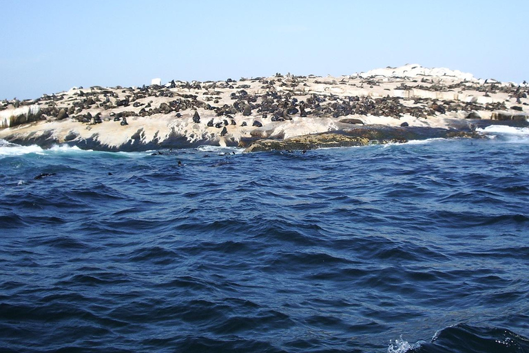 Kaapstad: houtbay scenic tour, zeehondeneiland, vogelwereld.