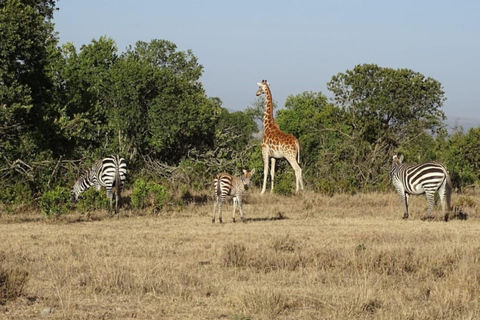 Vanuit Nairobi: Mount Kenia wandel- en safaritocht