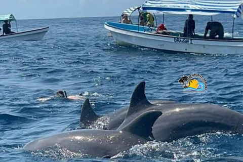 From Nungwi/Kendwa: Mnemba Atoll Starfishes & Dolphins Tour Shared Tour with Nungwi Beach Meeting Point without Lunch
