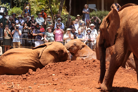 Nairobi: Visita a la Guardería de Elefantes David Sheldrick