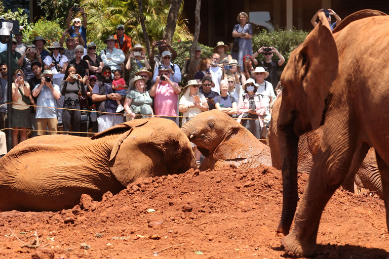 Nairobi: David Sheldrick Elephant Nursery Tour