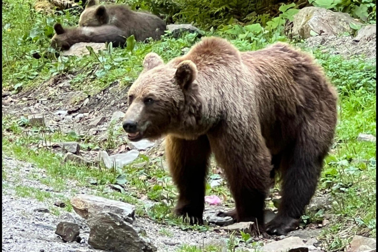 Bucharest: Bear Sanctuary and Dracula's Castle Tour Small Group (max 7) - tour in English entry tichets included