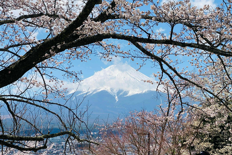 Fuji: kultur, skog och utsikt – privat skräddarsydd turFuji-kultur, skog och naturskön utsikt: Privat skräddarsydd tur