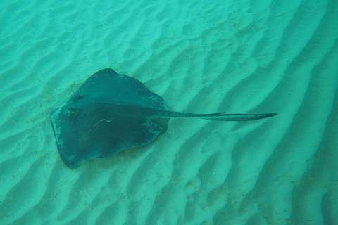 Grand Cayman: Catamaran Cruise with Stingray City & Snorkel