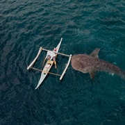 Cebu: Whale Shark, Sumilon Sandbar and Inambakan Falls Cebu: Whale Shark, Sumilon Sandbar and Inambakan Falls