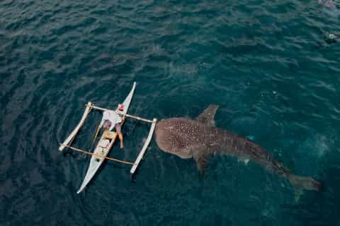 Cebu: Whale Shark, Sumilon Sandbar and Inambakan Falls - Image 3
