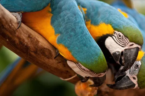 Foz do Iguaçu: Visita al Parque de las Aves con tickets de entrada