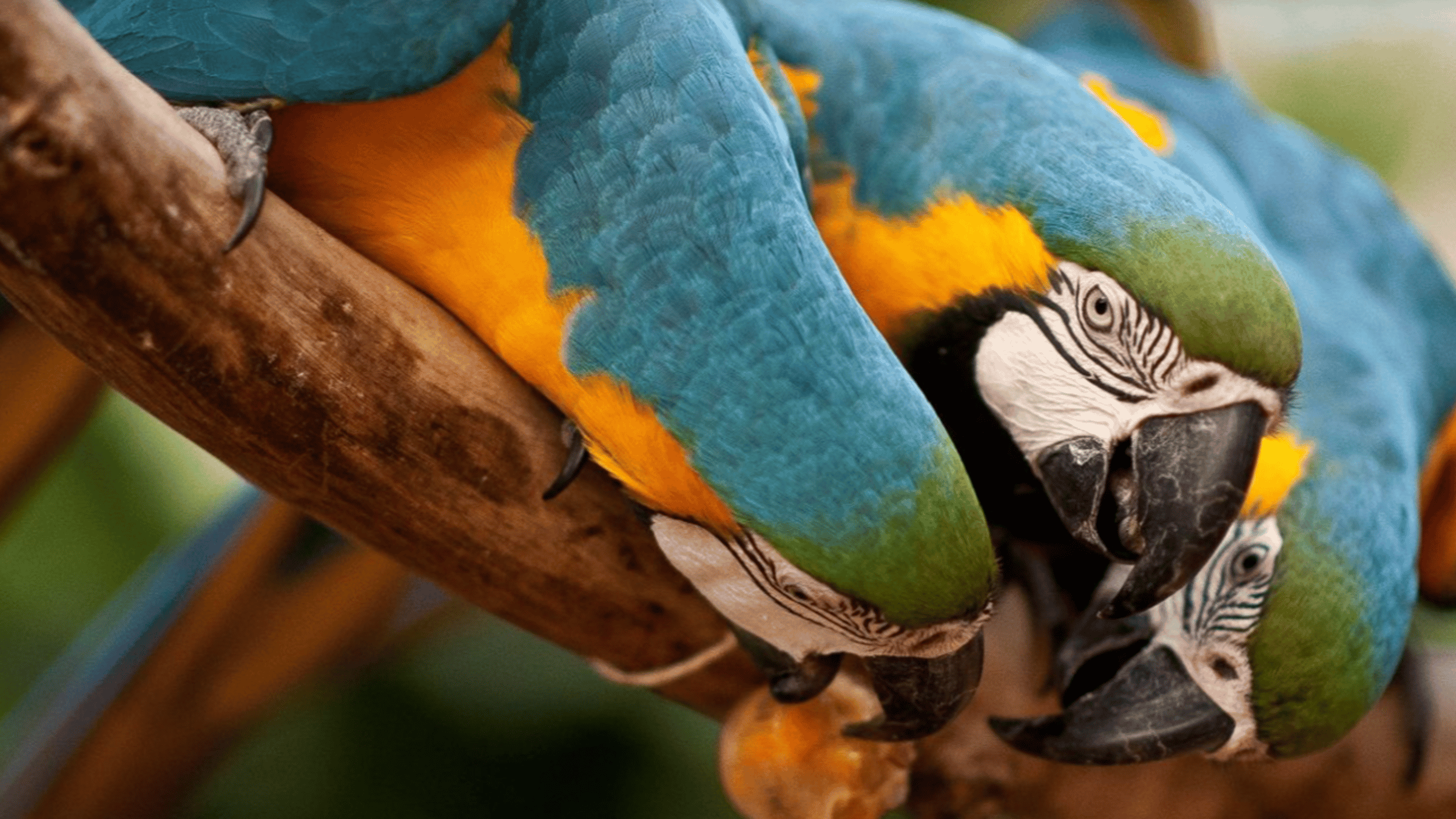 Foz do Iguaçu: Passeio ao Parque das Aves com ingressos2