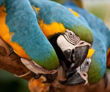 Foz do Iguaçu: Bird Park Tour with Tickets