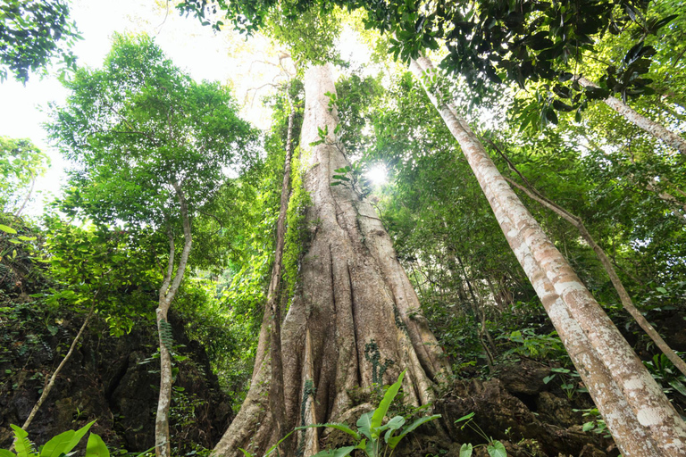 Krabi: Unieke privévaart met tijgergrot tempel &amp; cafés