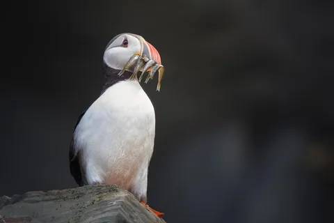 Lofoten: Sea Safari & Marine Wildlife Adventure by RIB