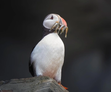 Lofoten: Sea Safari & Marine Wildlife Adventure by RIB