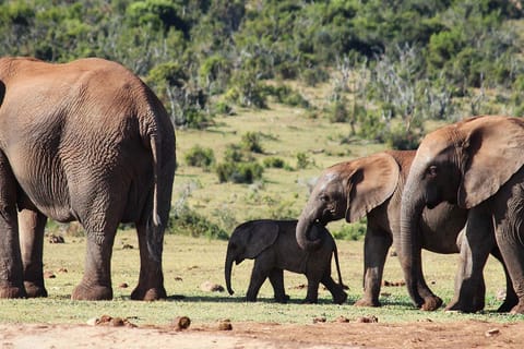 From Cape Town: 5-Day Best of Garden Route and Addo Safari